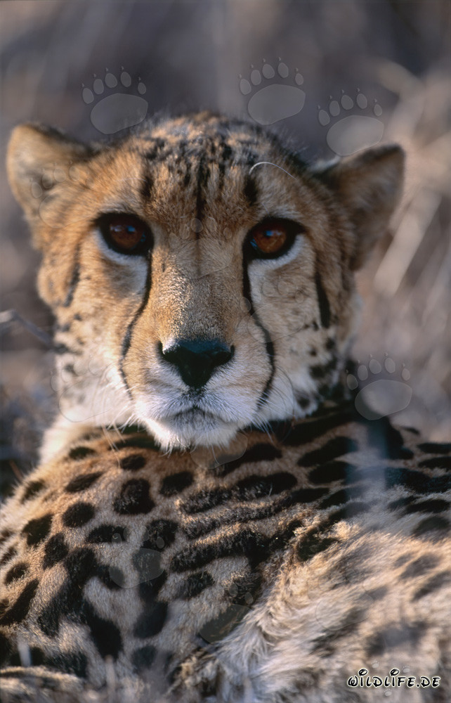 Majestätisches Porträt eines Königsgepards in der Wildnis von Südafrika