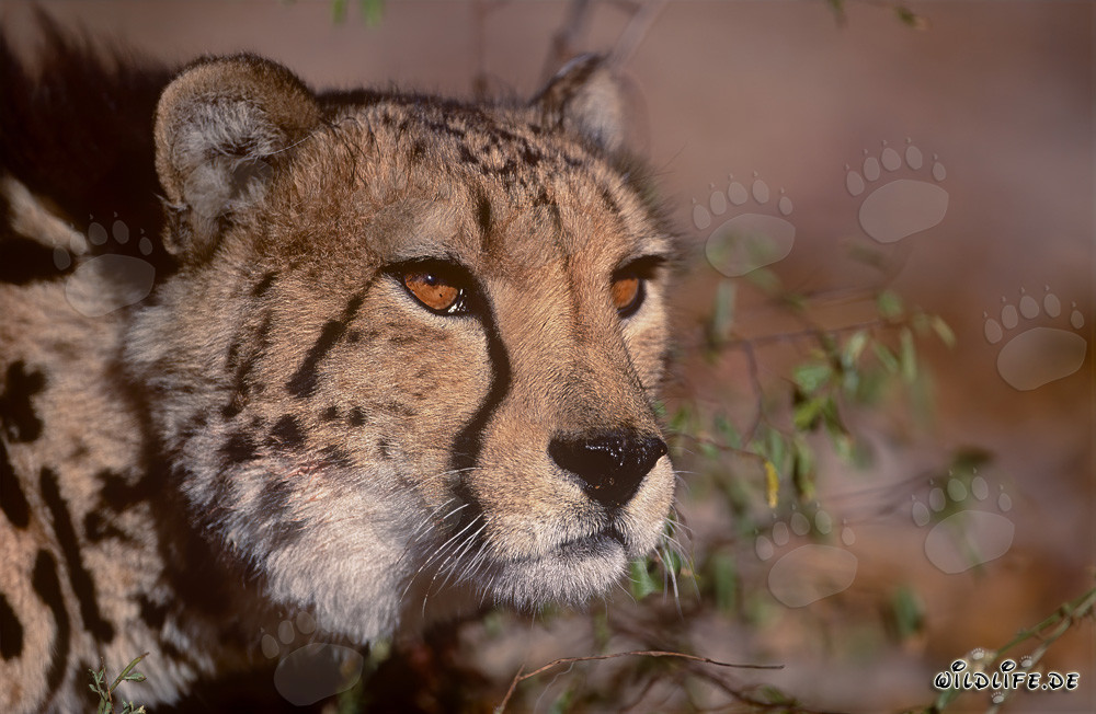 Ritratto affascinante di un maestoso ghepardo reale