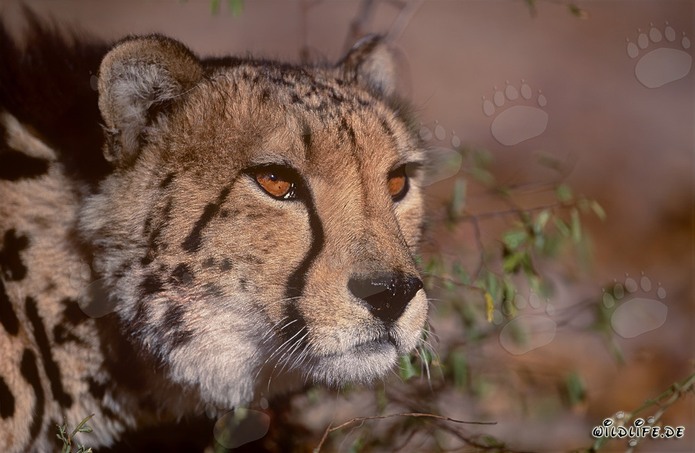 Retrato fascinante de un majestuoso guepardo real