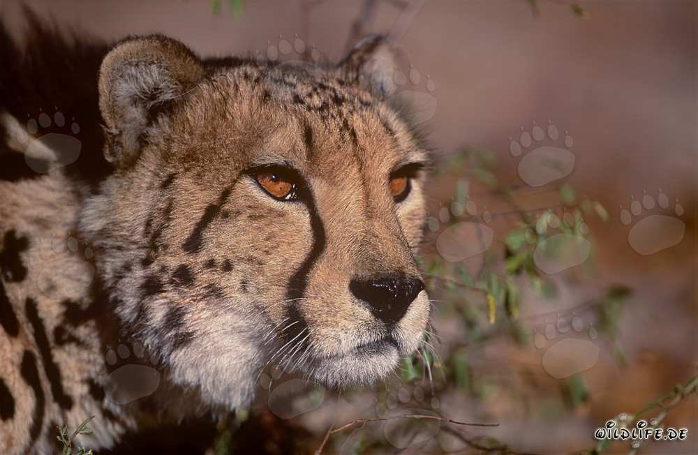 Portrait fascinant d'un majestueux guépard roi