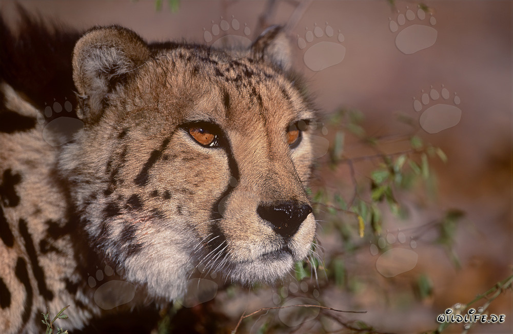 Faszinierendes Porträt eines majestätischen Königsgepards