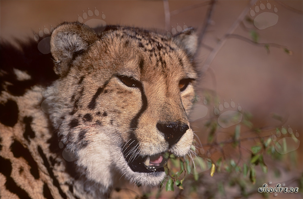 Portrait of a Majestic King Cheetah