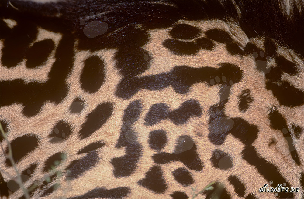 Guépard royal avec un motif de fourrure unique