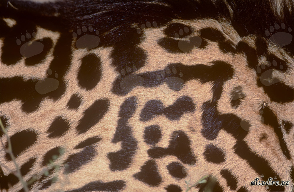 King Cheetah with Unique Fur Pattern