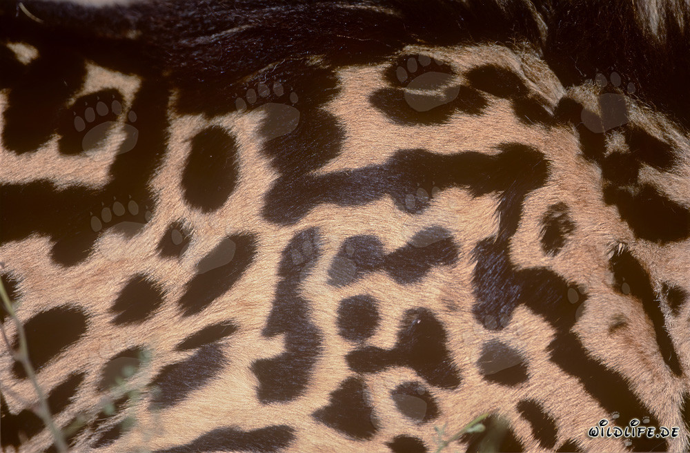 Königsgepard mit einzigartigem Fellmuster