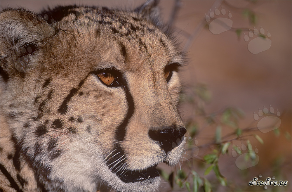Portrait fascinant d'un majestueux guépard royal