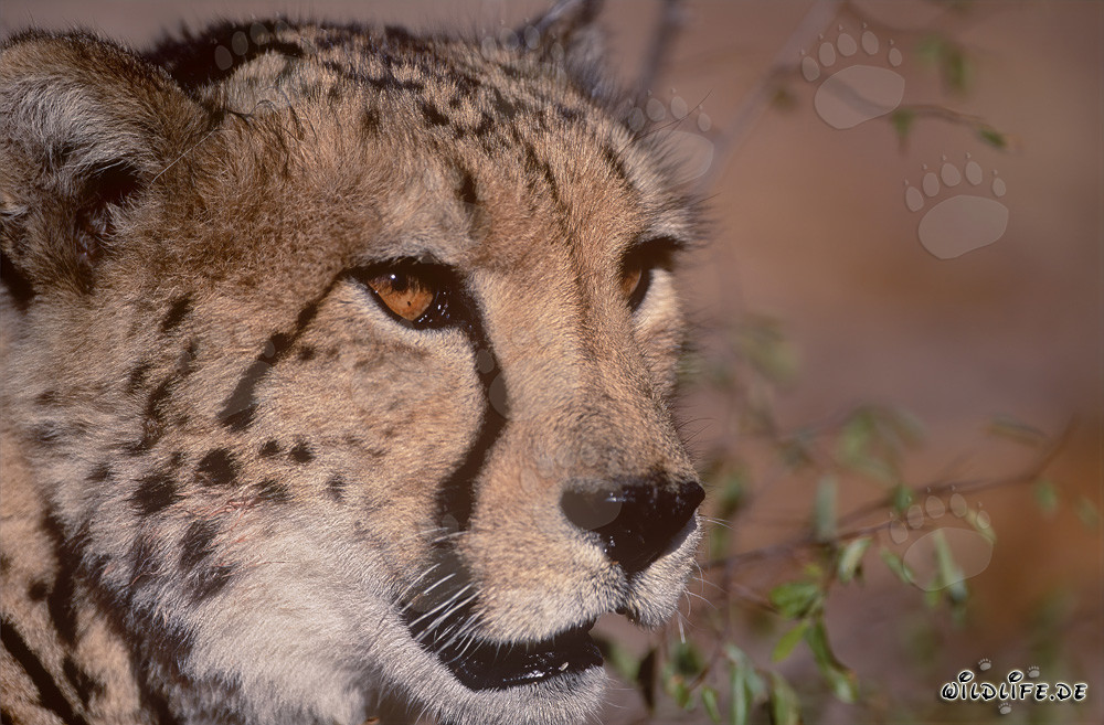 Fascinating Portrait of a Majestic King Cheetah