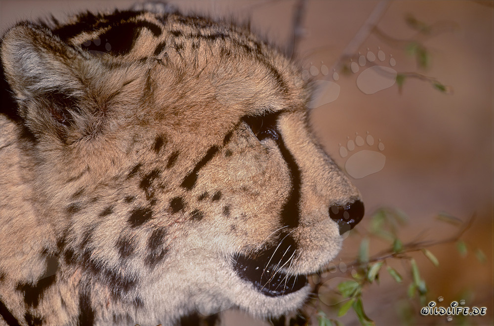 Portrait fascinant en profil du guépard roi