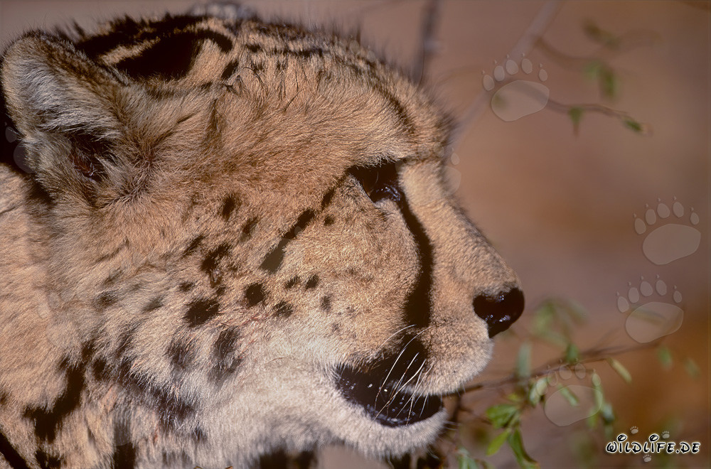 Fascinating side portrait of the King Cheetah