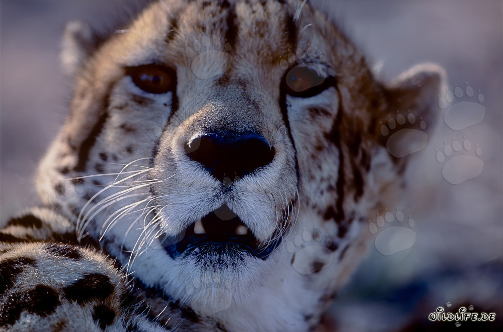 Portrait de tête du rare guépard royal en captivité