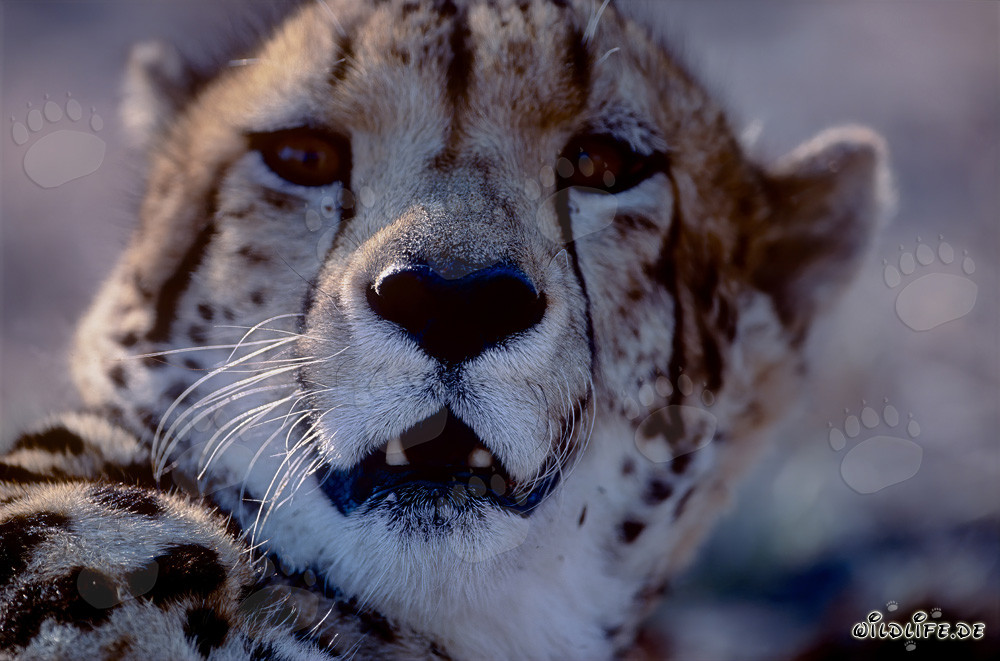 Head portrait of the rare King Cheetah in captivity