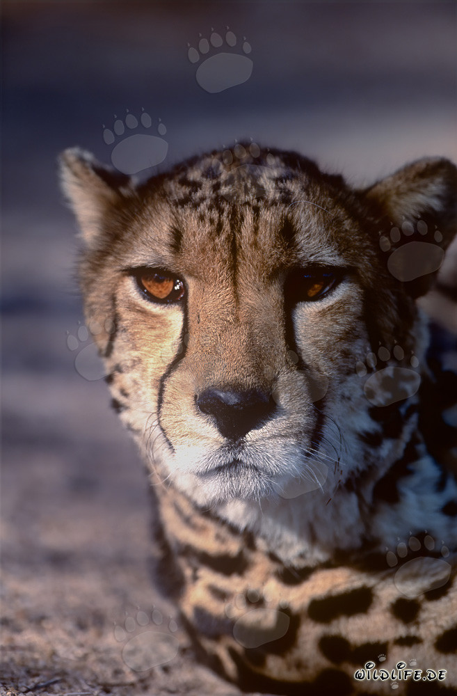 Ritratto di un maestoso felino - Il ghepardo reale