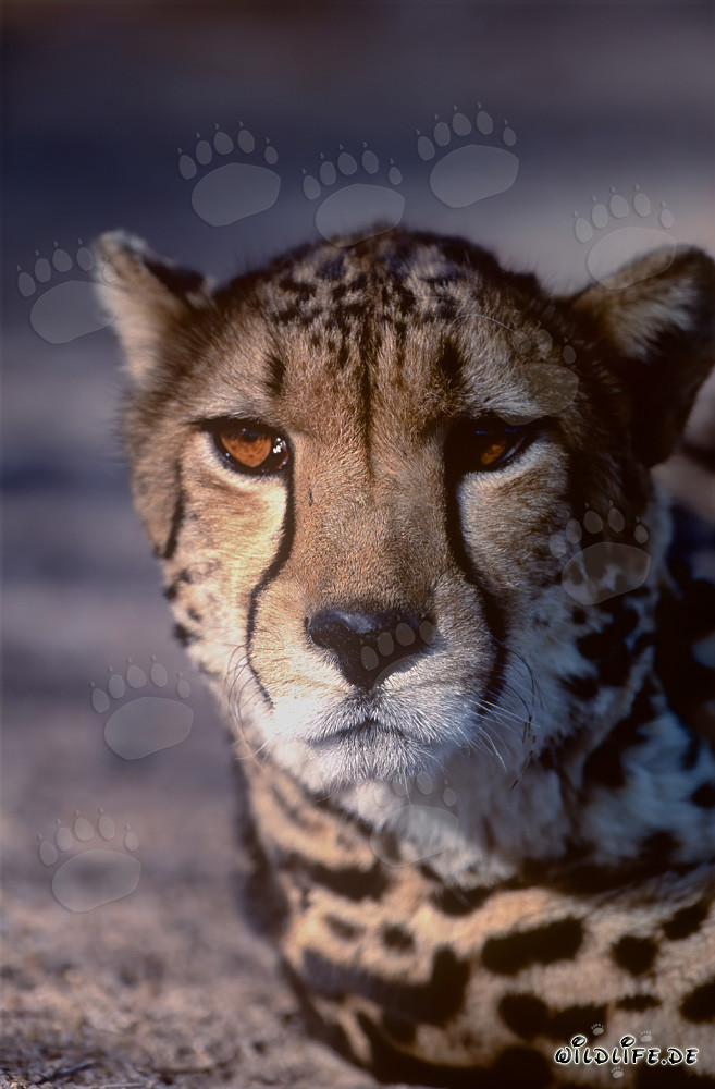 Portrait d'un majestueux félin - Le guépard royal