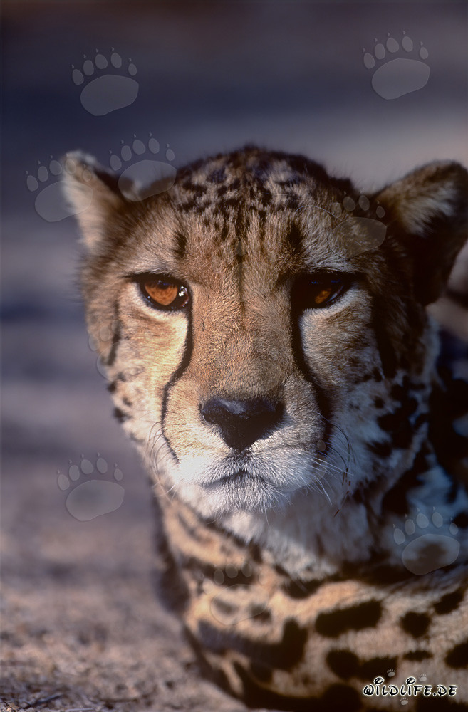 Porträt einer majestätischen Großkatze - Der Königsgepard