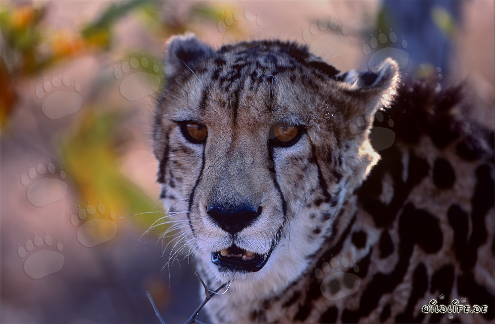 Capture fascinante en gros plan du majestueux guépard roi