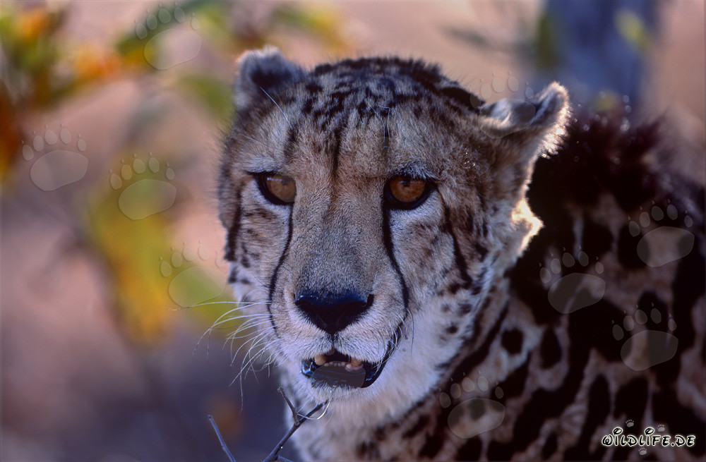 Fascinating close-up of the majestic King Cheetah