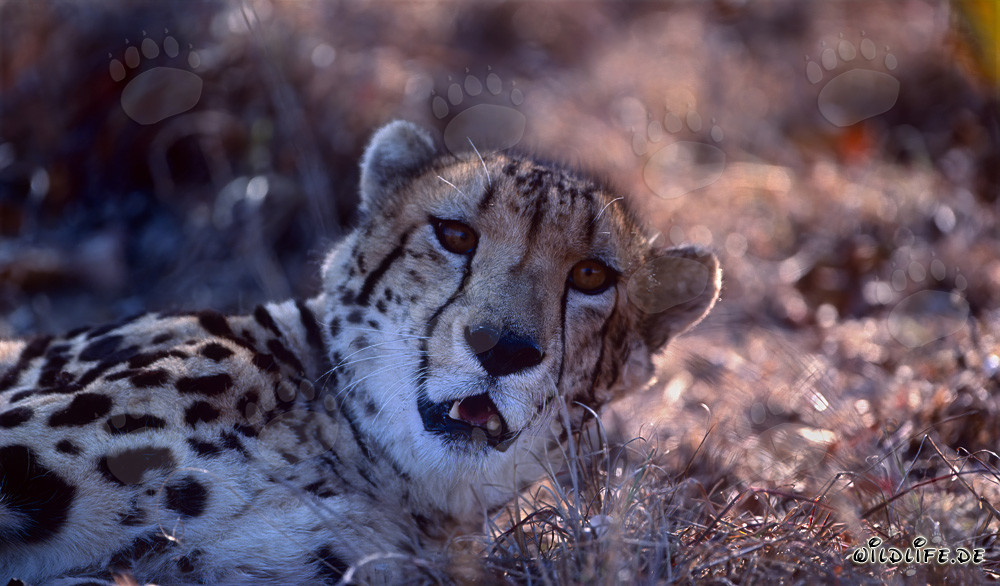 Ritratto di un ghepardo reale presso l'Hoedspruit Research & Breeding Centre