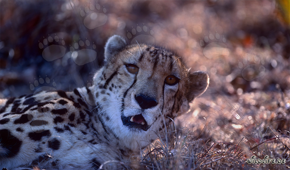 Retrato de un guepardo real en el Hoedspruit Research & Breeding Centre