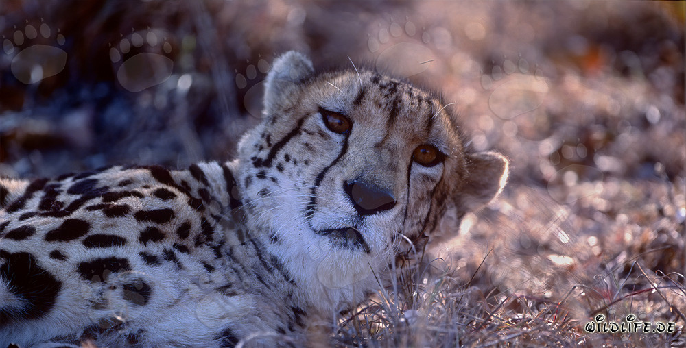 King Cheetah Portrait - Majestic Wildcat in South Africa