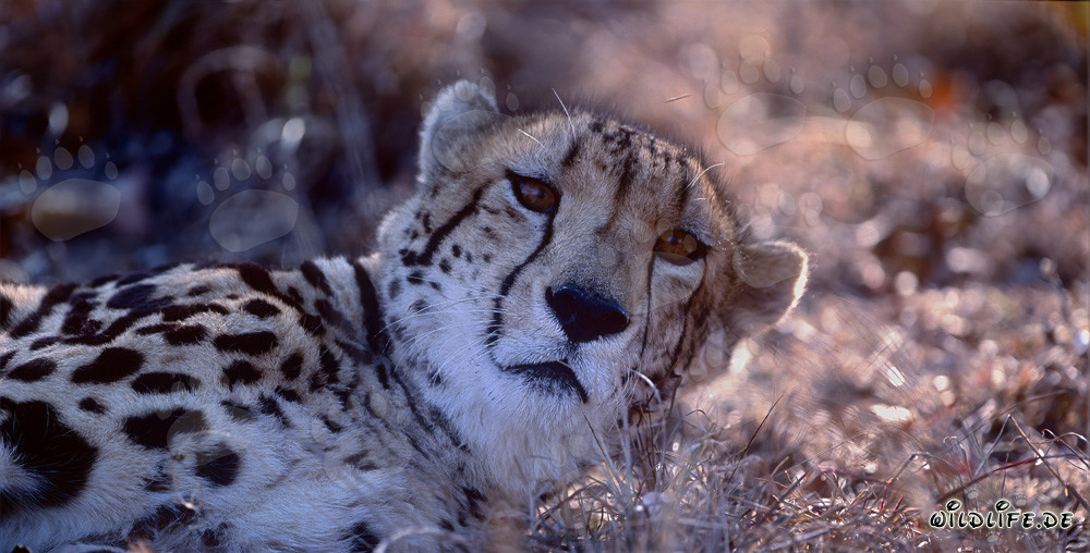 Retrato del guepardo real - Majestuoso felino salvaje en Sudáfrica