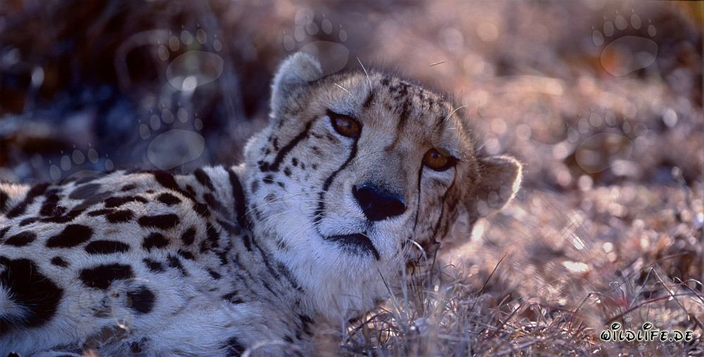 Ritratto del ghepardo reale - Maestoso felino selvatico in Sudafrica