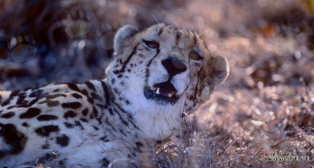 Le fascinant guépard royal regarde curieusement vers l'horizon