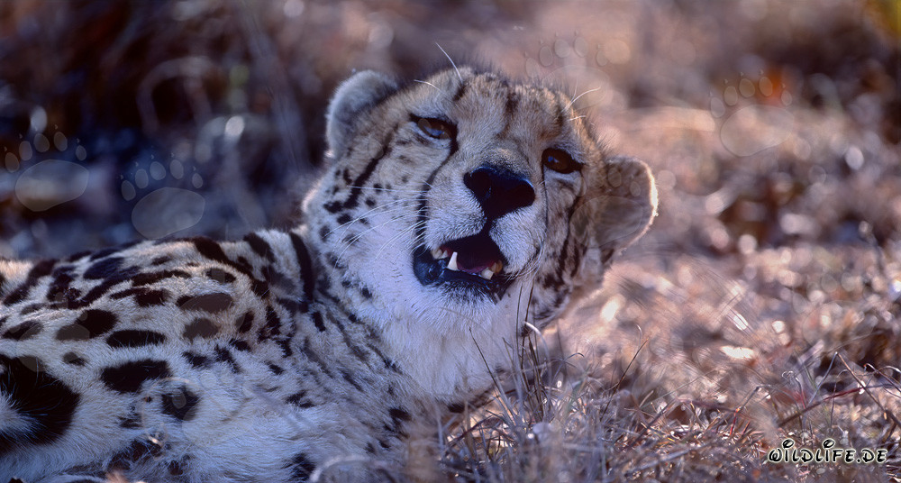 Fascinating King Cheetah gazes curiously into the distance
