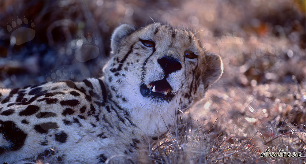 Faszinierender Königsgepard schaut neugierig in die Ferne