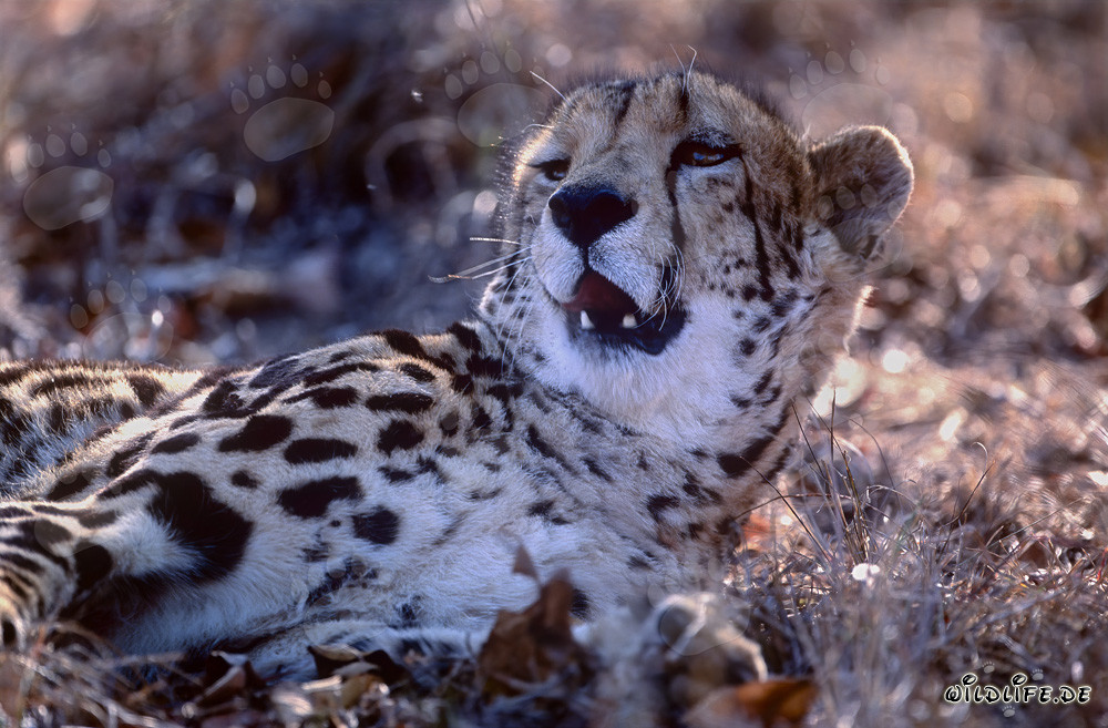 King Cheetah Portrait: Majestic Wildcat in South Africa