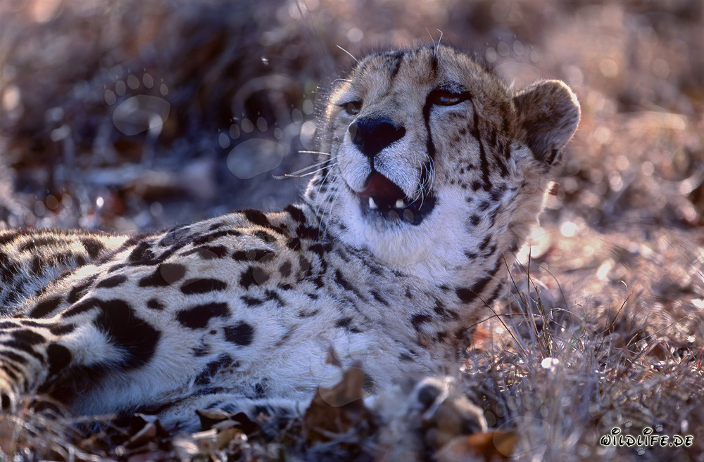 Königsgepard Porträt: Majestätische Wildkatze in Südafrika