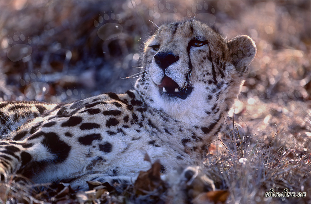 Portrait du guépard royal : Majestueux félin sauvage en Afrique du Sud