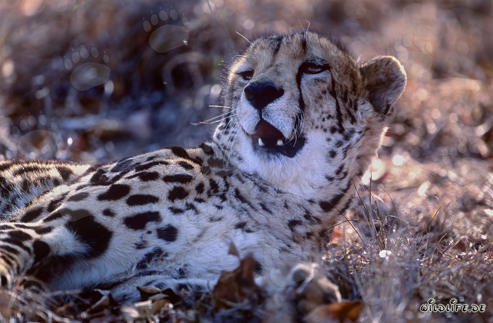 Retrato del guepardo real: Majestuoso felino salvaje en Sudáfrica