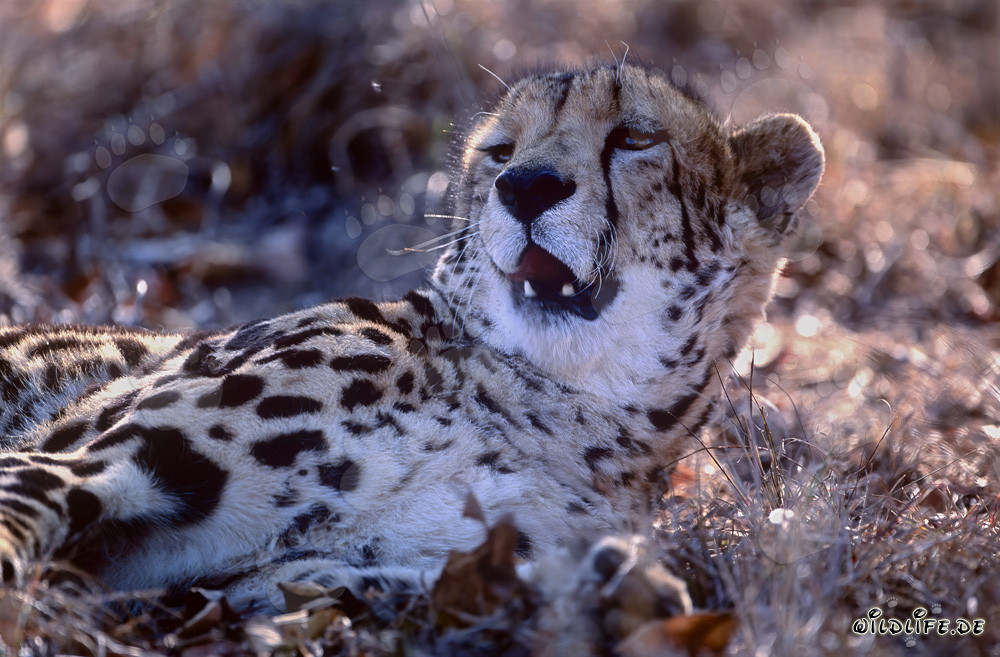 Ritratto del ghepardo reale: Maestoso felino selvatico in Sudafrica
