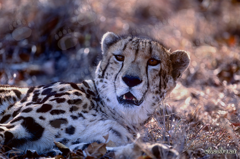 Königsgepard Porträt im Hoedspruit Research & Breeding Centre