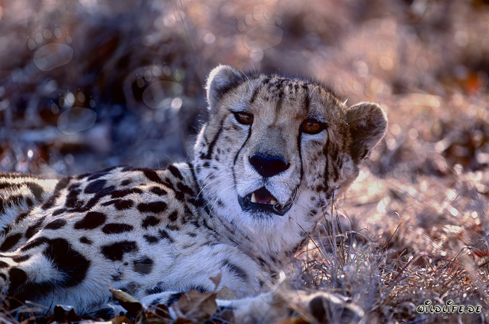 Retrato del guepardo real en el Centro de Investigación y Cría de Hoedspruit