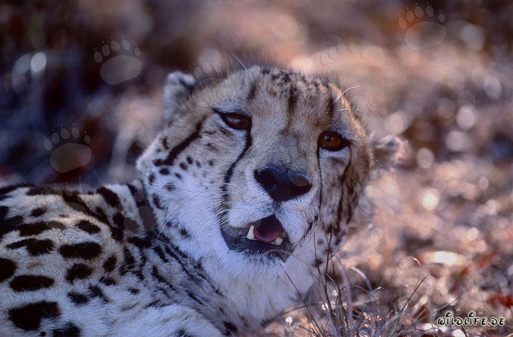 King Cheetah Portrait at Kapama Private Game Reserve in South Africa