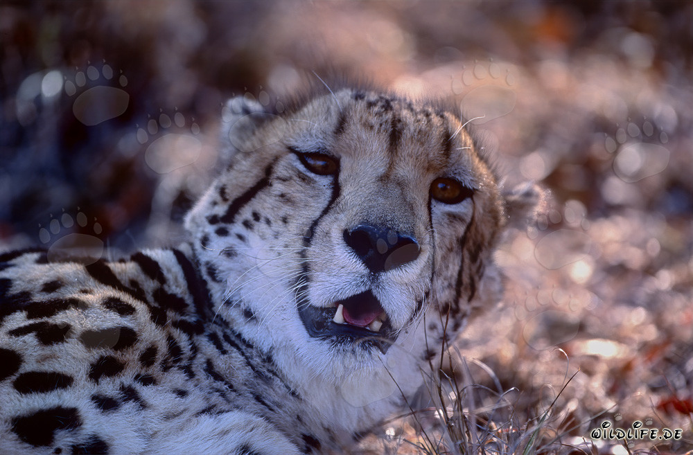 Königsgepard Porträt im Kapama Private Game Reserve in Südafrika