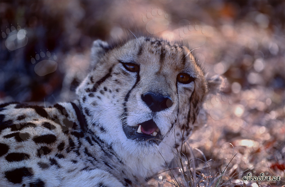 Portrait du guépard royal au Kapama Private Game Reserve en Afrique du Sud