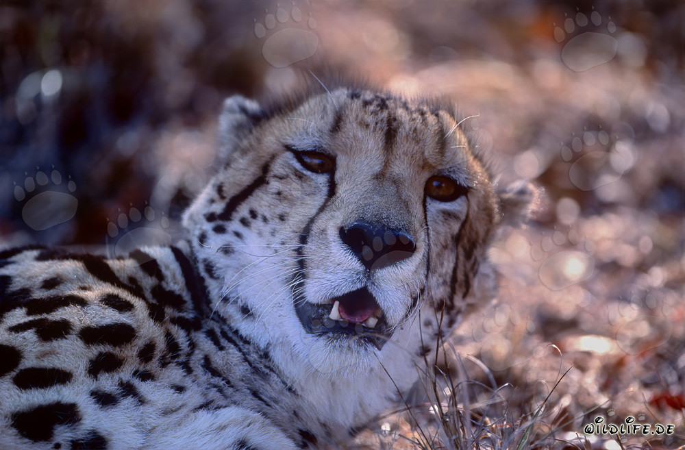 Ritratto del ghepardo reale al Kapama Private Game Reserve in Sudafrica