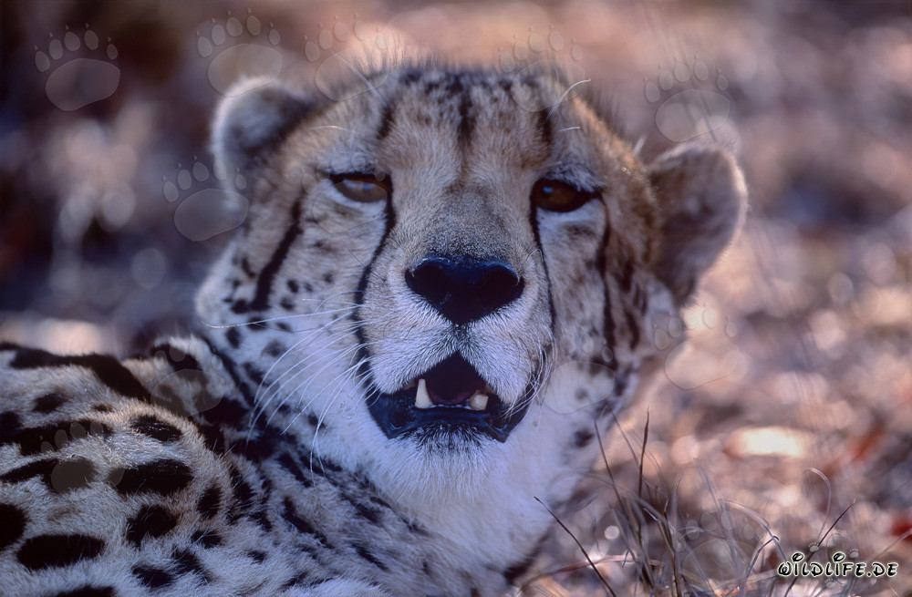 Fascinant guépard royal en captivité