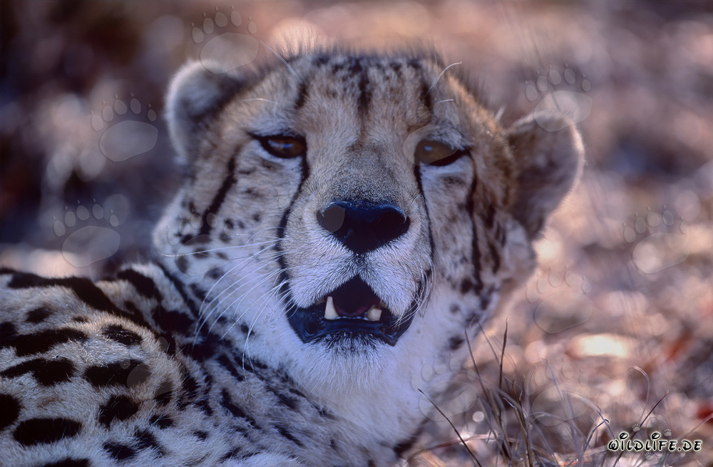 Faszinierender Königsgepard in Gefangenschaft