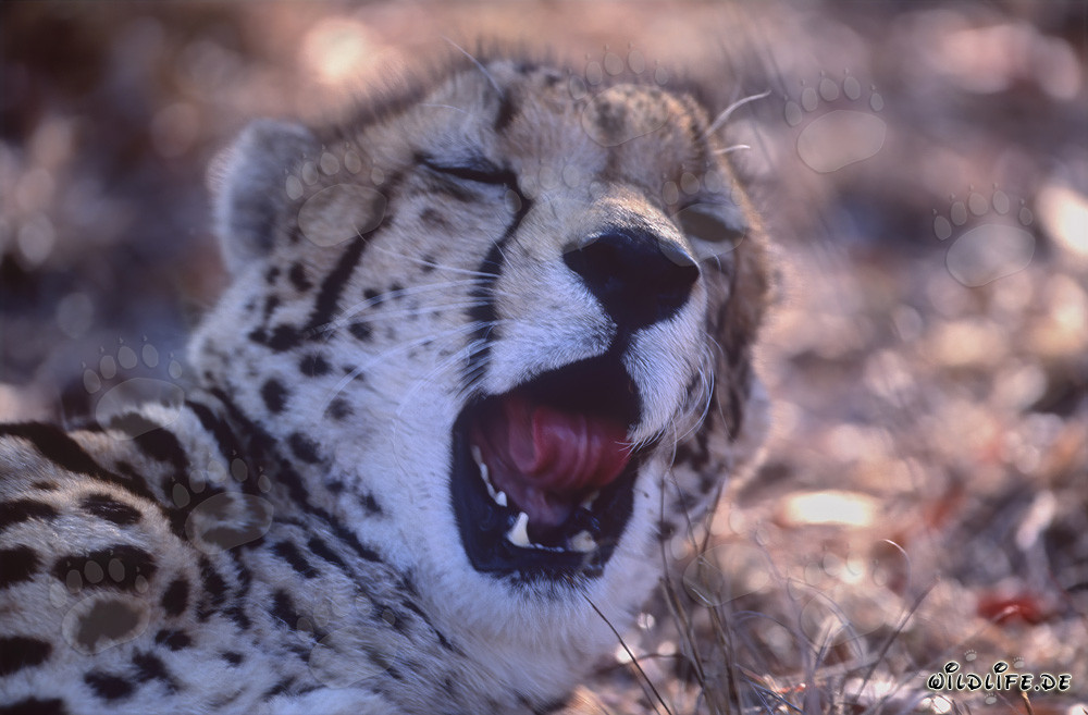 Portrait du guépard royal - Majestueux félin au Centre de recherche et d'élevage de Hoedspruit
