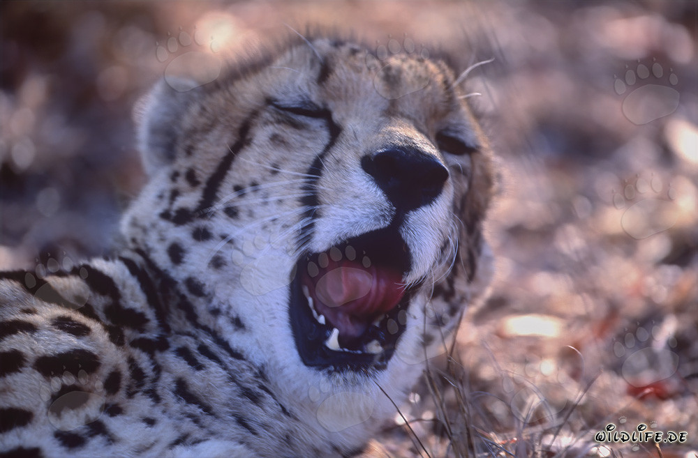 Retrato del guepardo real - Majestuoso felino en el Centro de Investigación y Cría de Hoedspruit