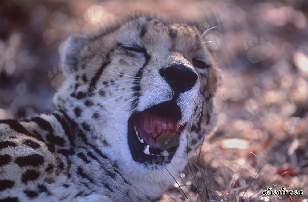 Ritratto del ghepardo reale - Maestoso felino al Centro di ricerca e allevamento di Hoedspruit