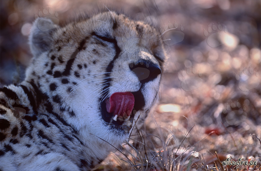 Retrato fascinante de un guepardo real en la naturaleza salvaje de Sudáfrica