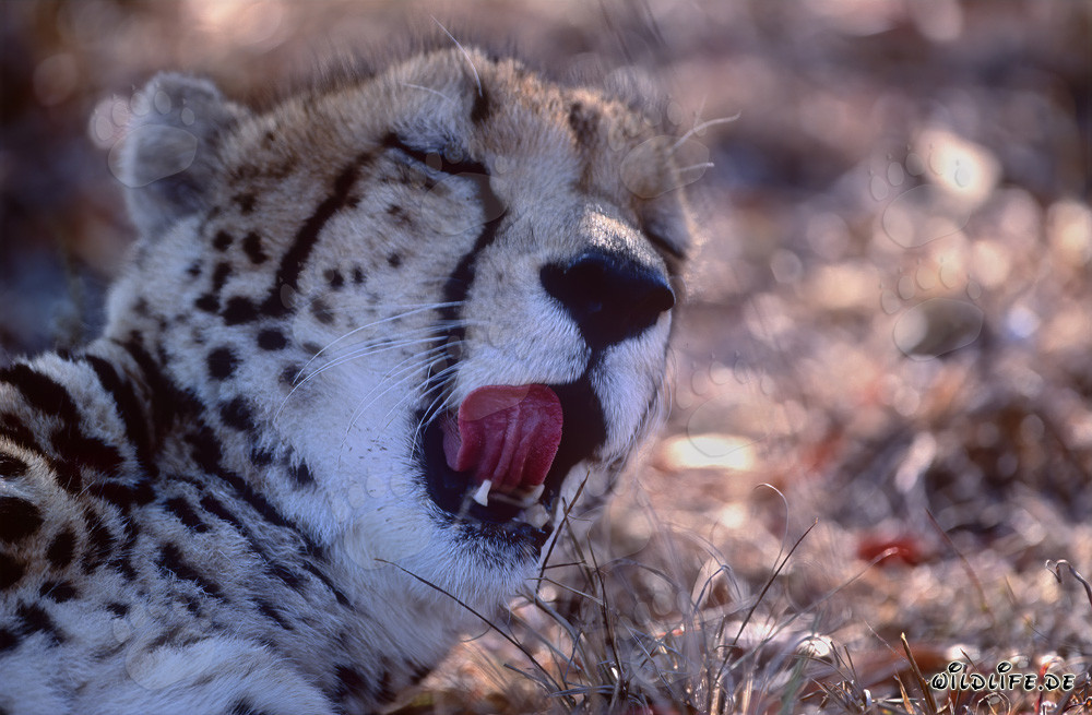 Faszinierendes Porträt eines Königsgeparden in der Wildnis von Südafrika