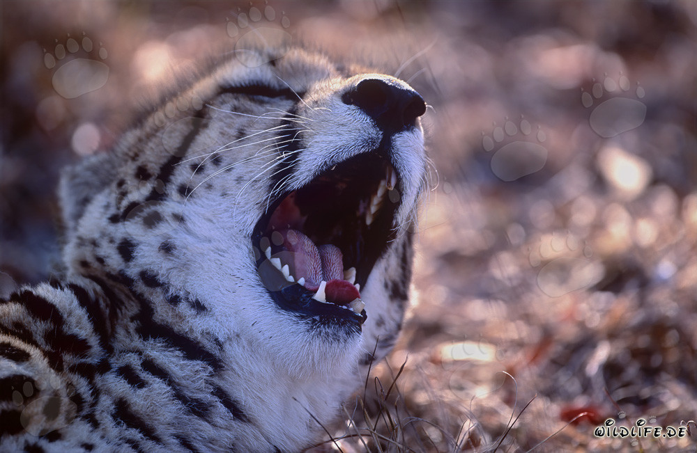 Portrait du guépard royal dans la nature sud-africaine