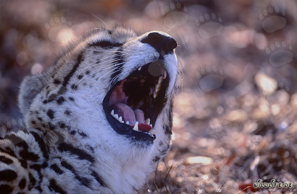 Le majestueux guépard royal en gros plan