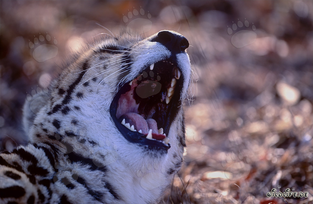 Rare guépard royal avec un motif distinctif sur le palais