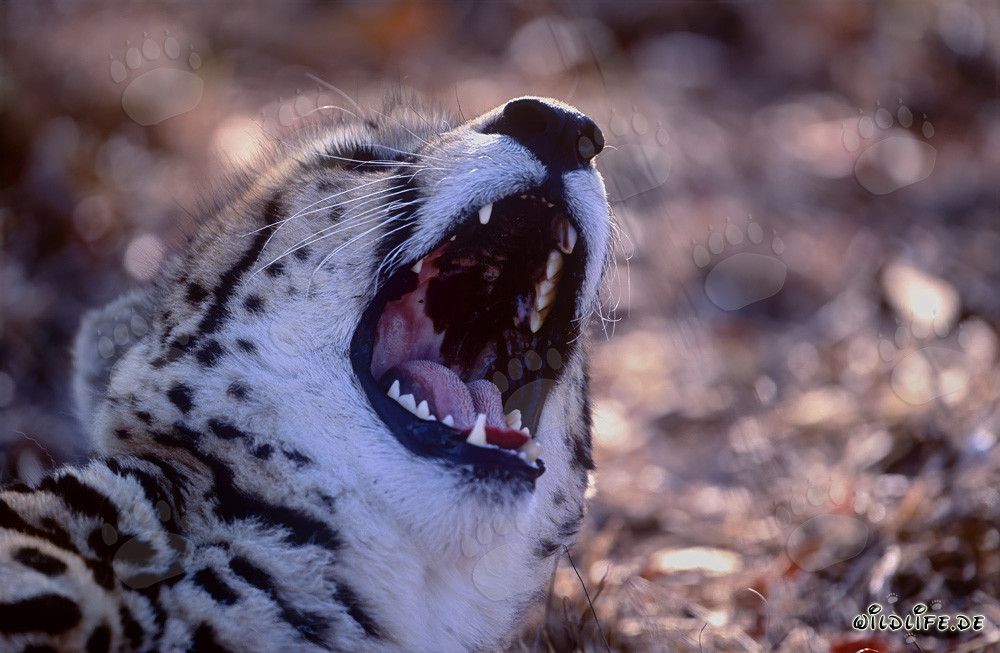 Rare King Cheetah with Distinct Throat Pattern